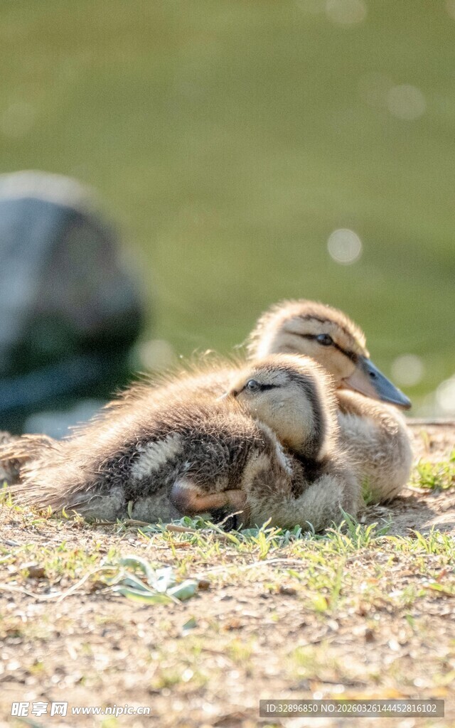 草地上依偎的小鸭子