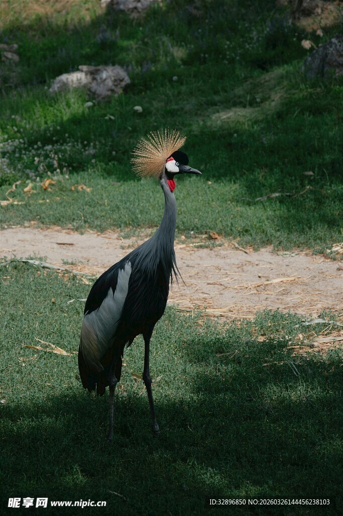 灰冕鹤站立于绿草地上