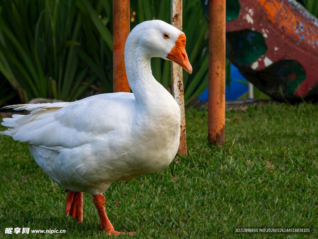 草地上的白鹅