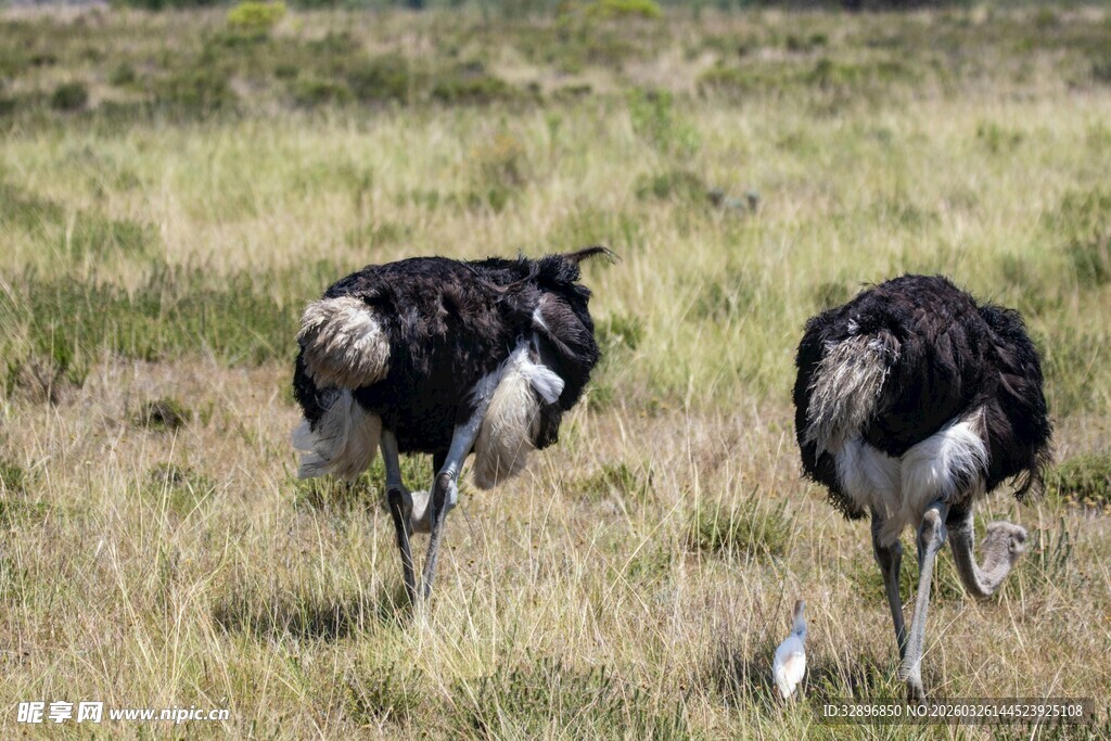 草原上的两只鸵鸟