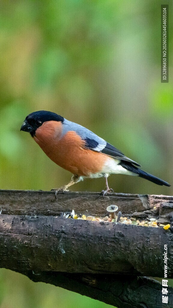 树枝上的多彩小鸟