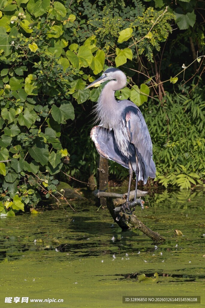 灰鹭立于水边绿植旁