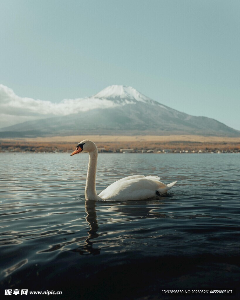 湖面上优雅的单只白天鹅