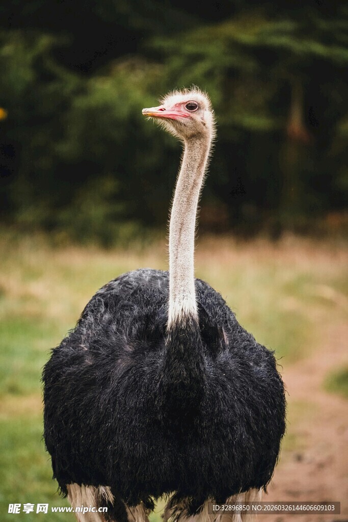 站立的鸵鸟