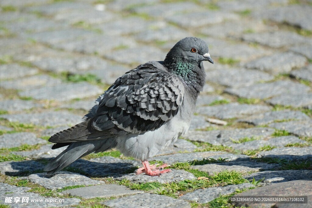 石板路上的灰鸽子
