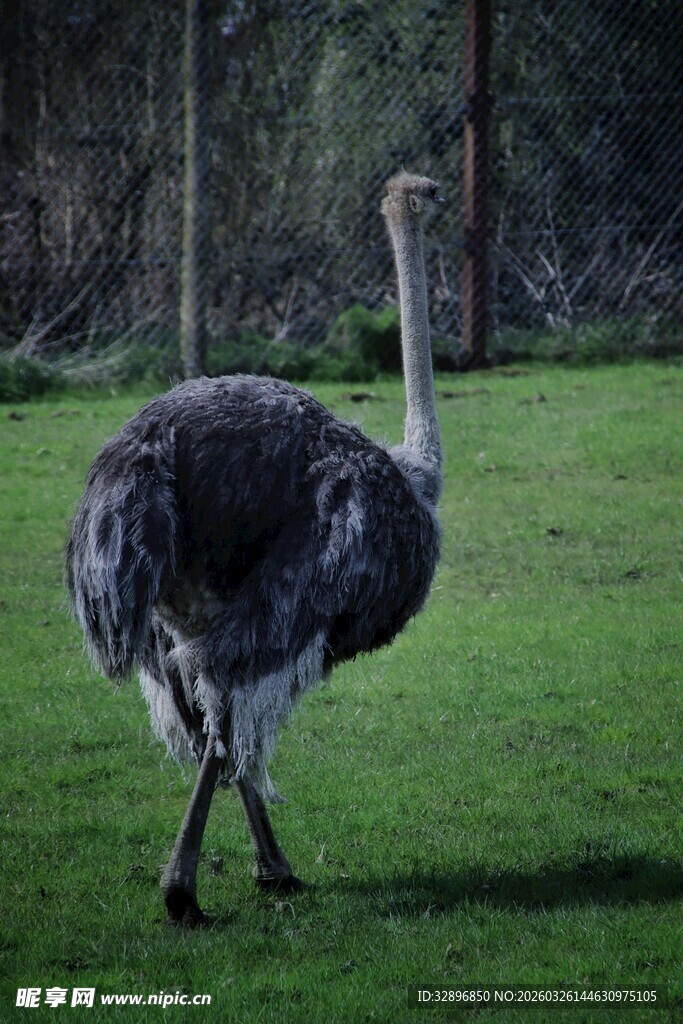草地上的单只鸵鸟