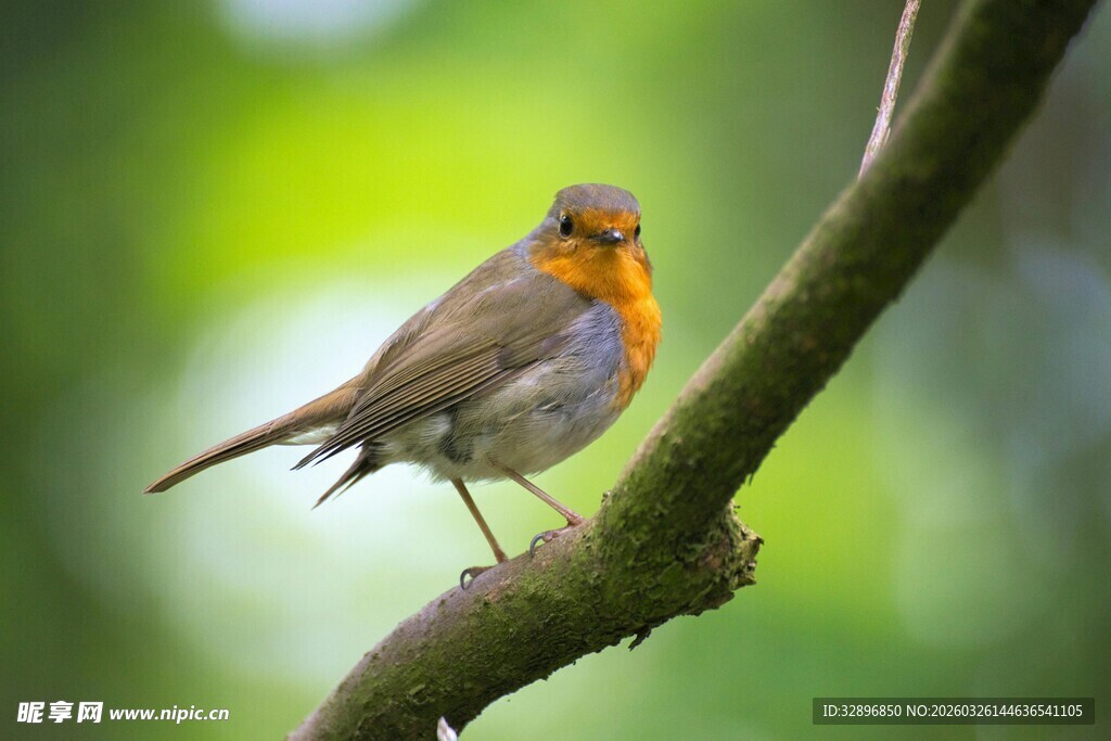 枝头栖息的美丽小鸟