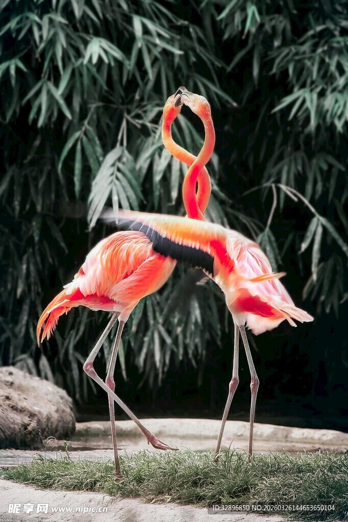 优雅火烈鸟于绿植间起舞