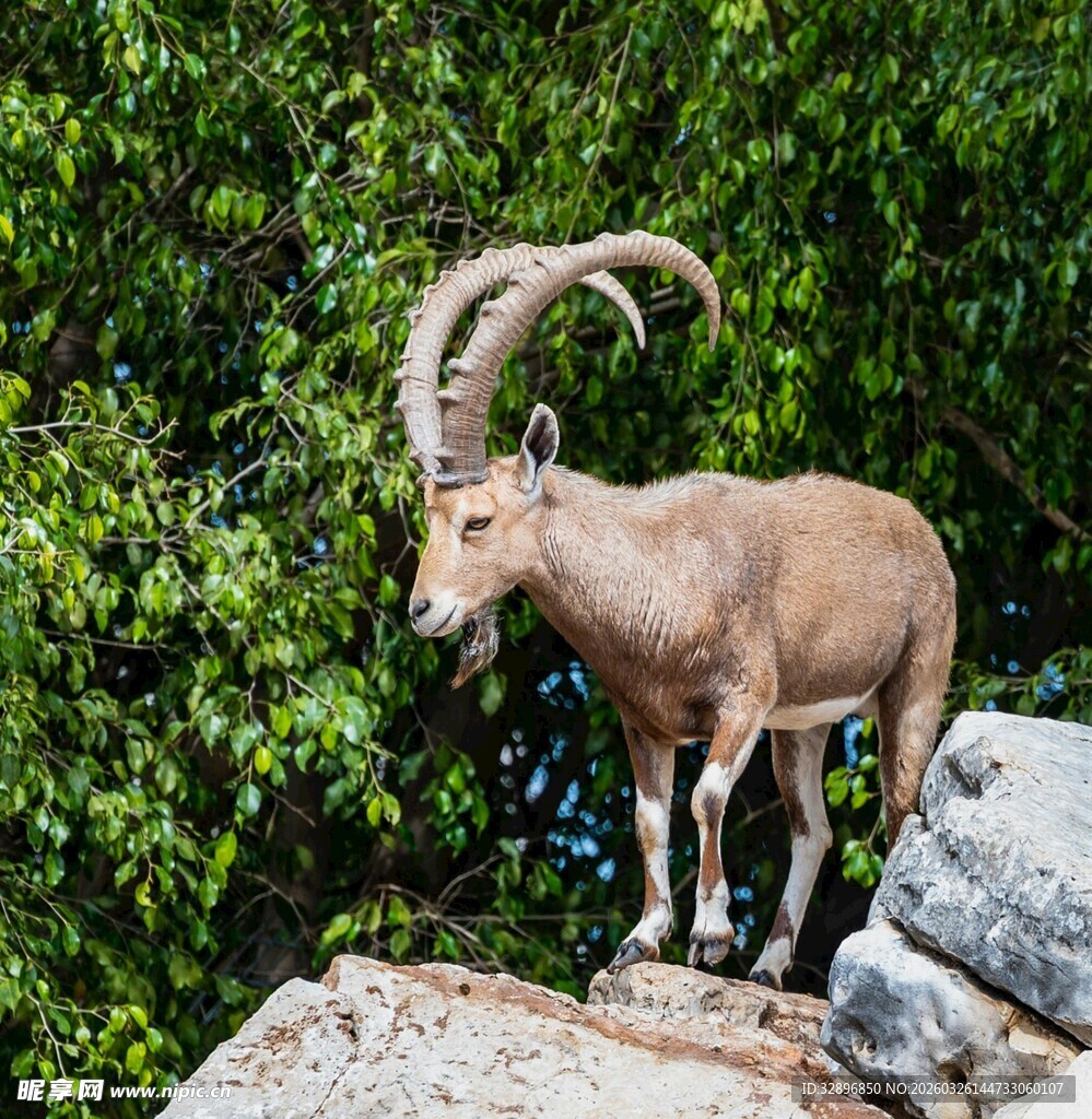岩石上的长角野山羊