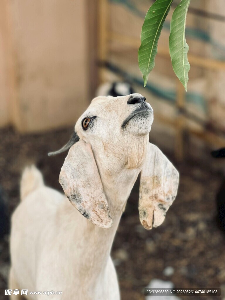 小羊仰头嗅绿叶