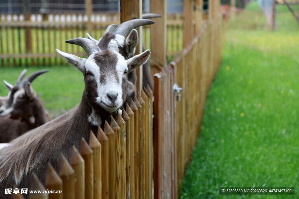 羊探头望围栏外草地