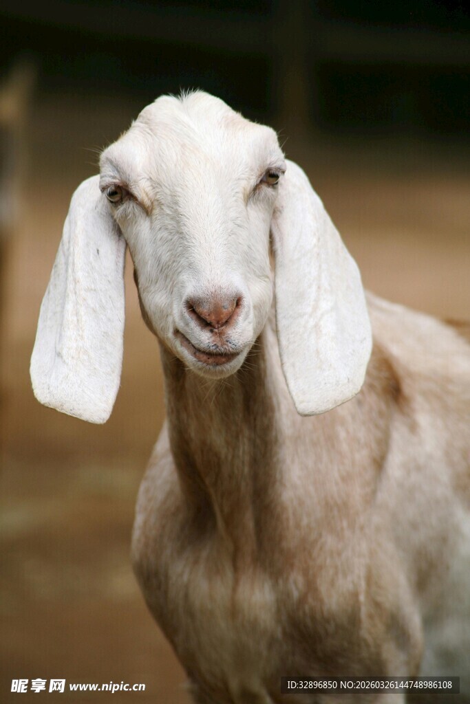 可爱白山羊近景特写