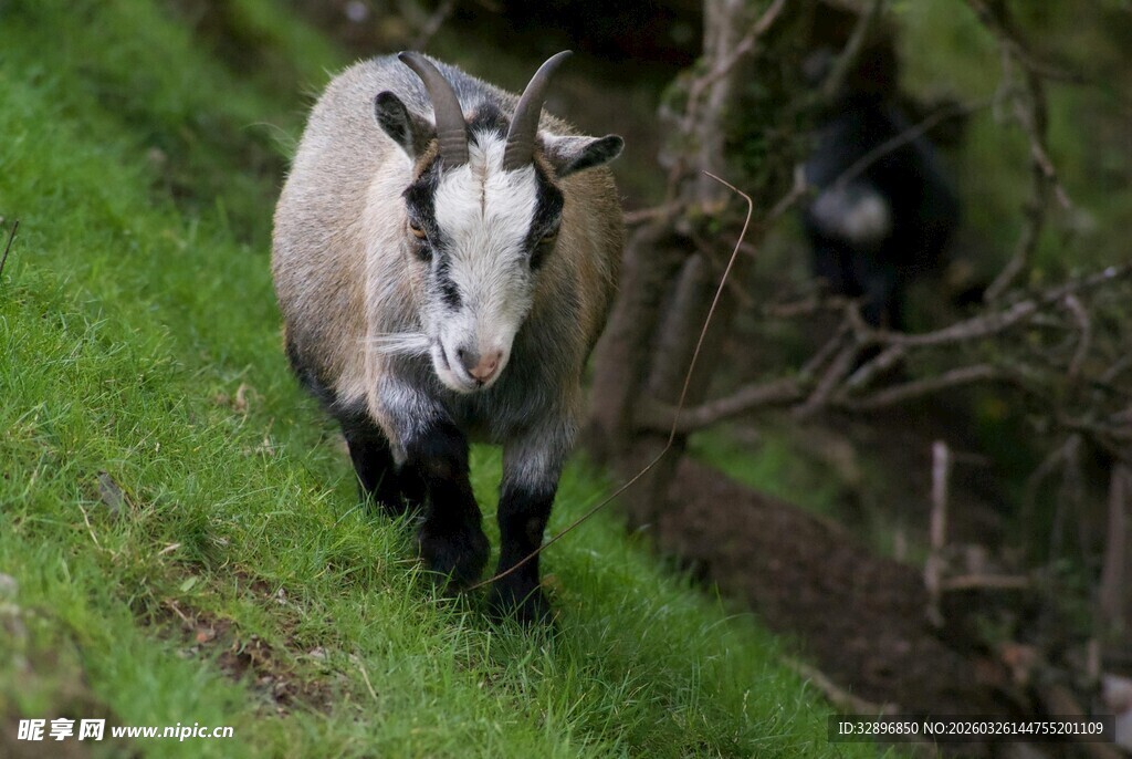 山坡上的独行山羊