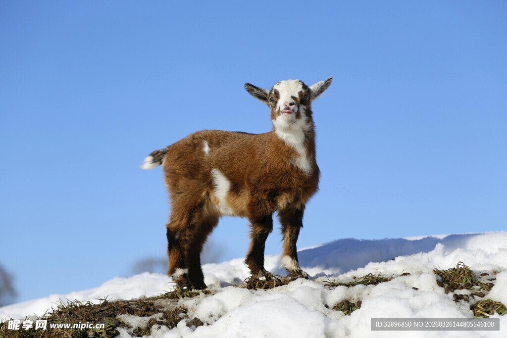 雪地中的站立山羊