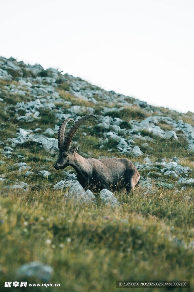 高山上的野山羊