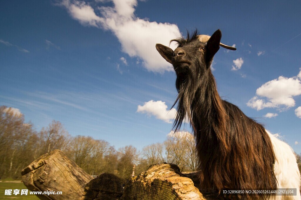 仰头的山羊
