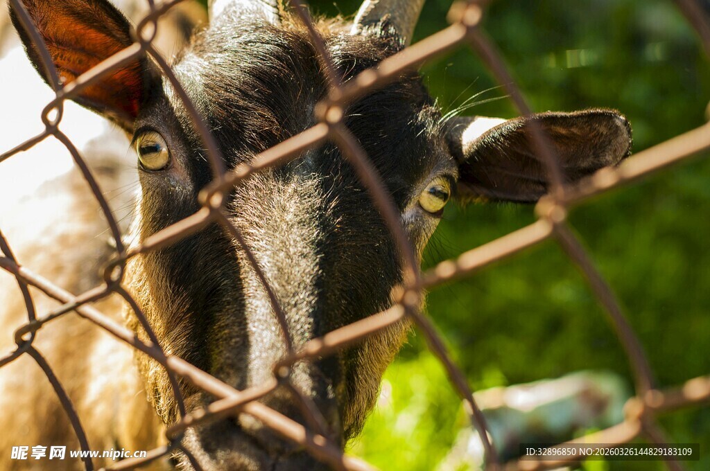 栅栏后的好奇山羊