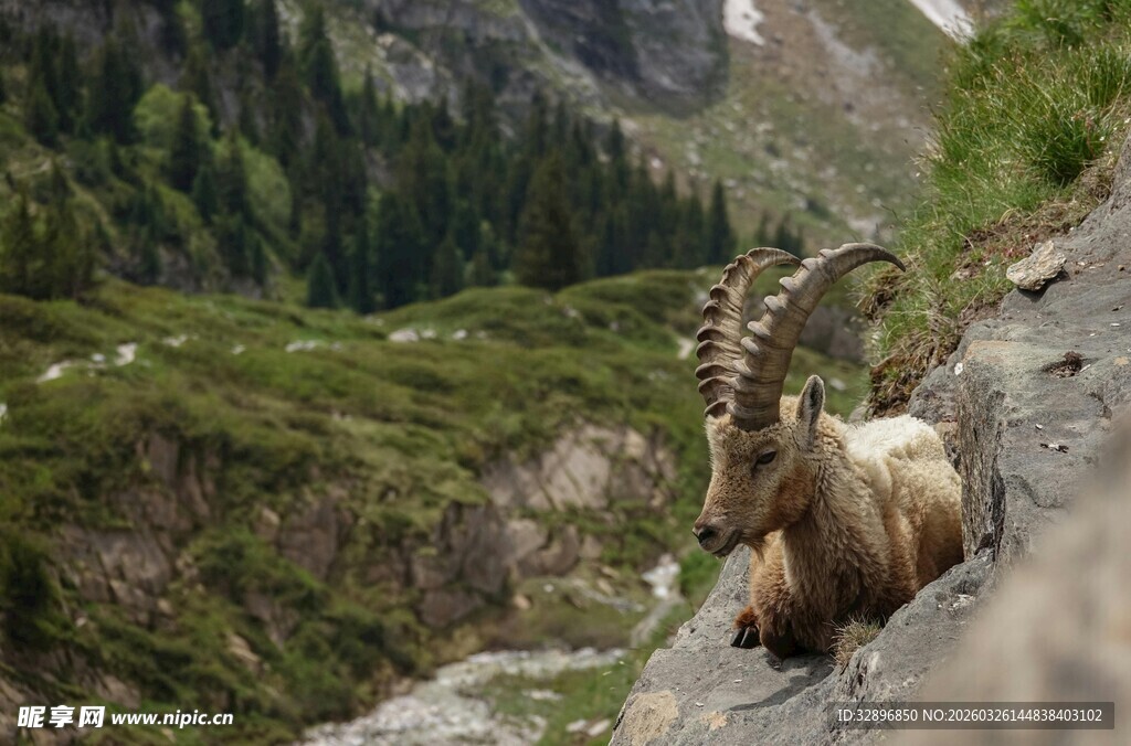 悬崖边的高山野山羊