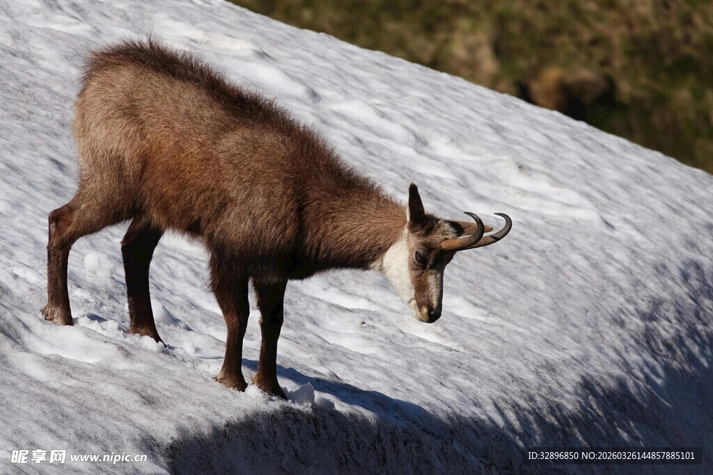 雪山上的岩羊