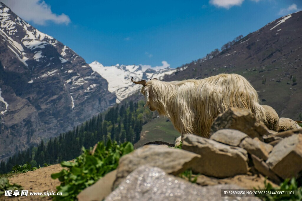 高山岩石上的白毛山羊