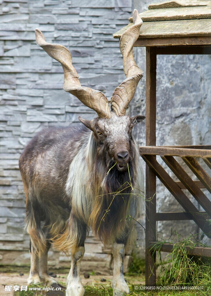 长角山羊立于木屋旁