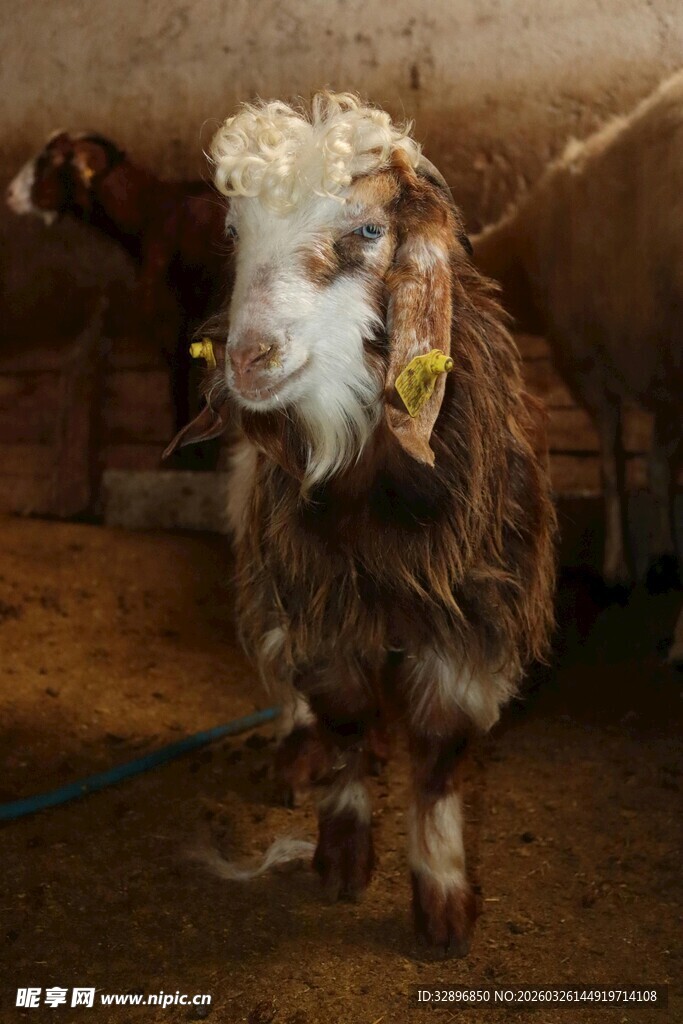 羊圈中的带耳标小羊