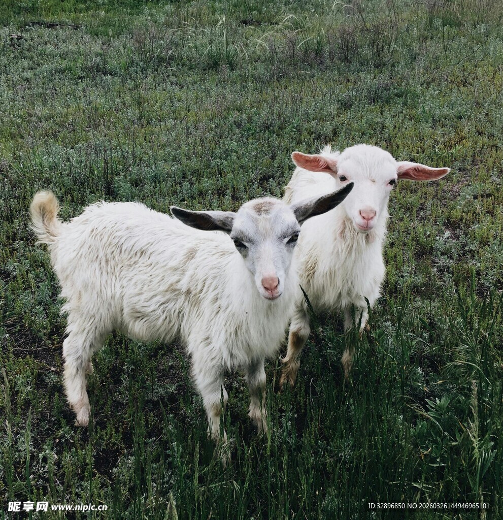 草地上的两只可爱小羊羔