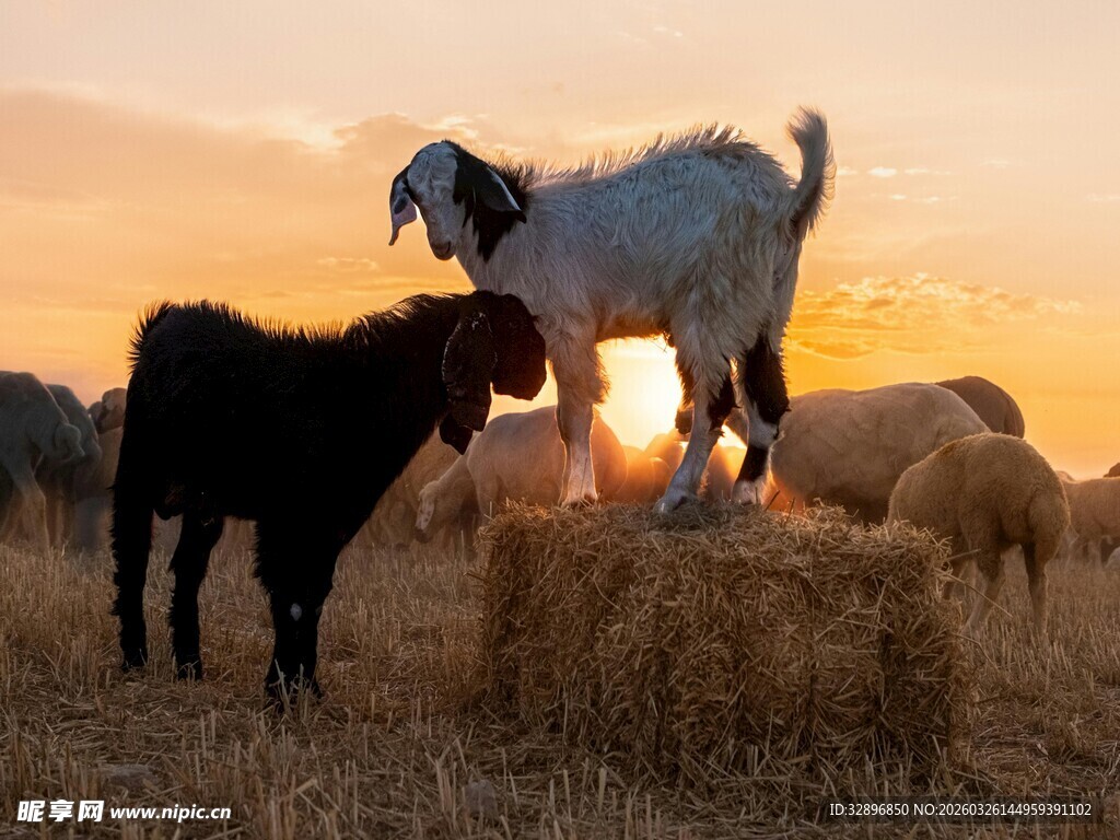 夕阳下的羊群与干草垛