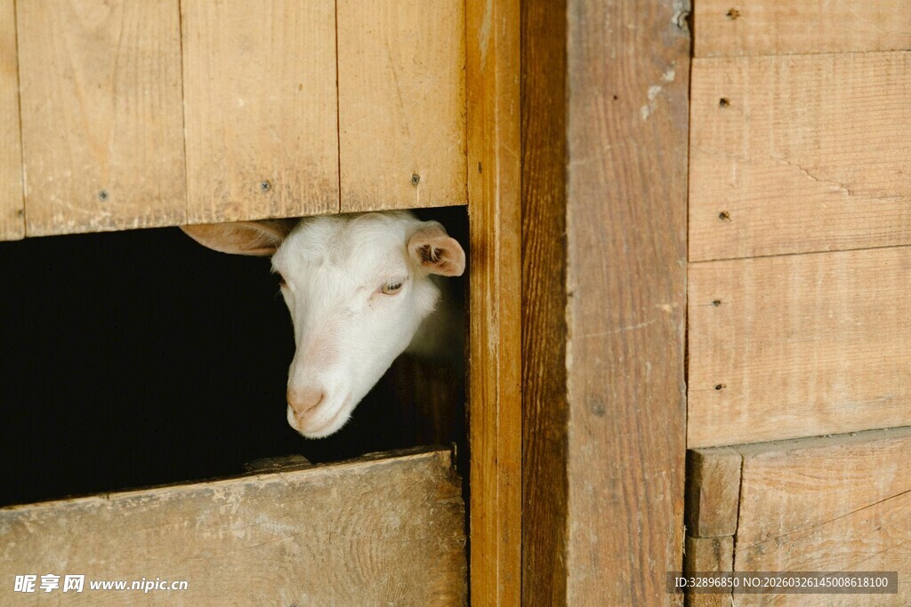好奇山羊从木缝中探头