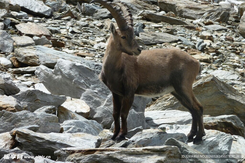 岩石上的野生山羊