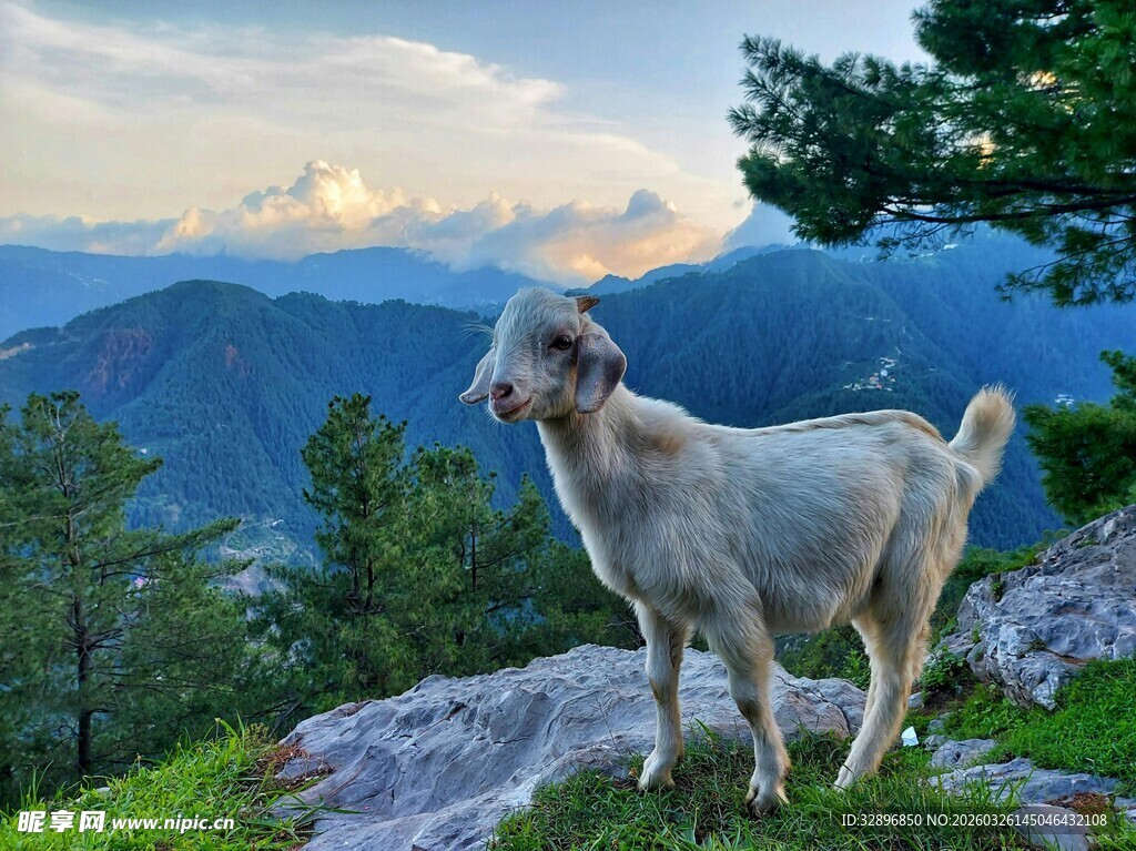高山上的山羊