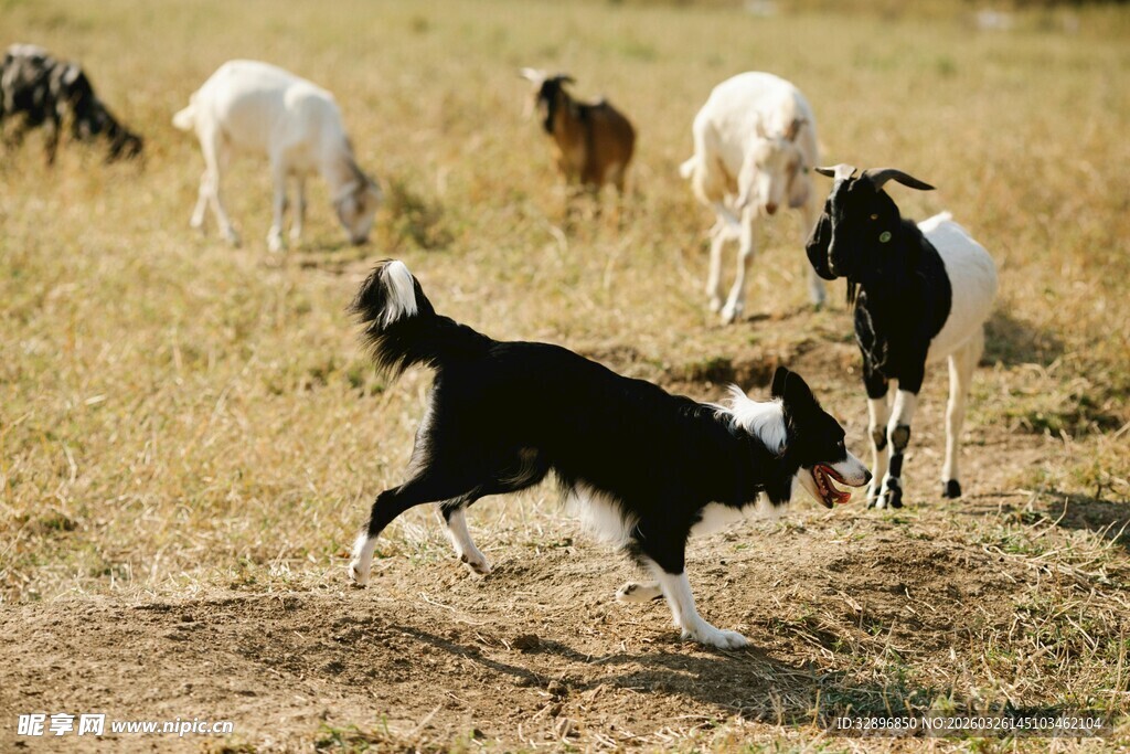 牧羊犬放牧多只羊