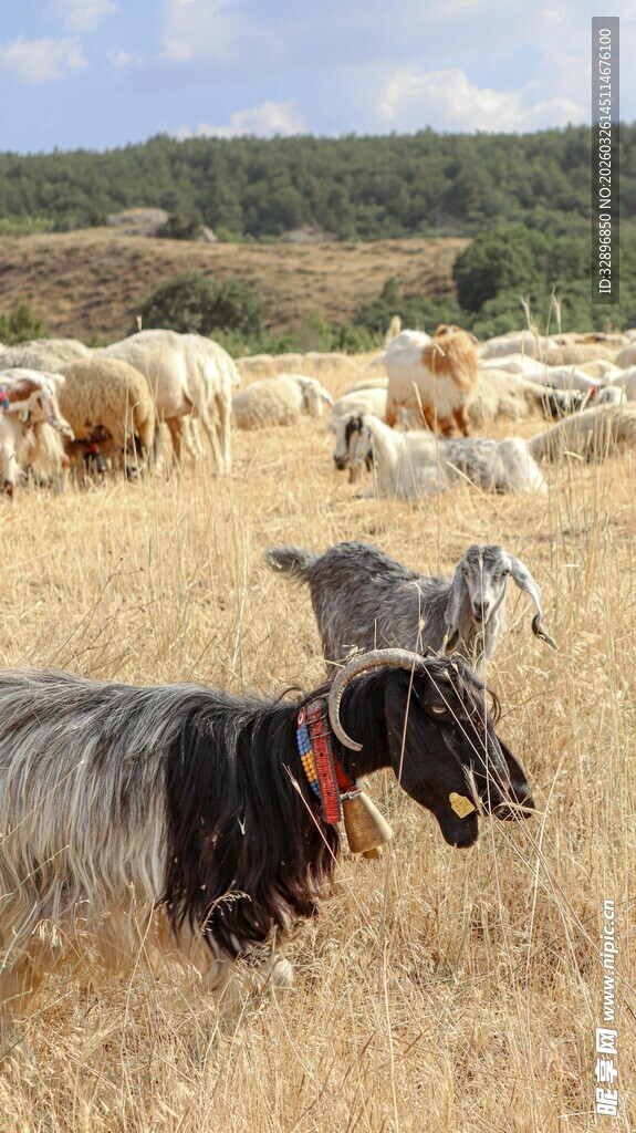 田野间的羊群与护羊犬