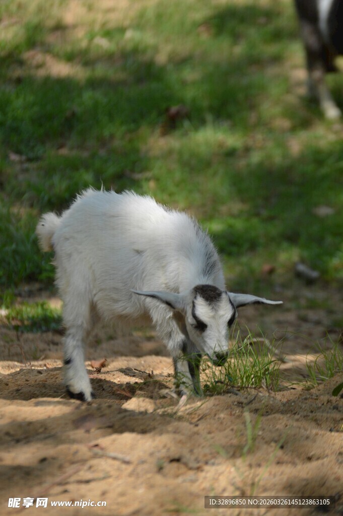 小白羊低头吃草瞬间