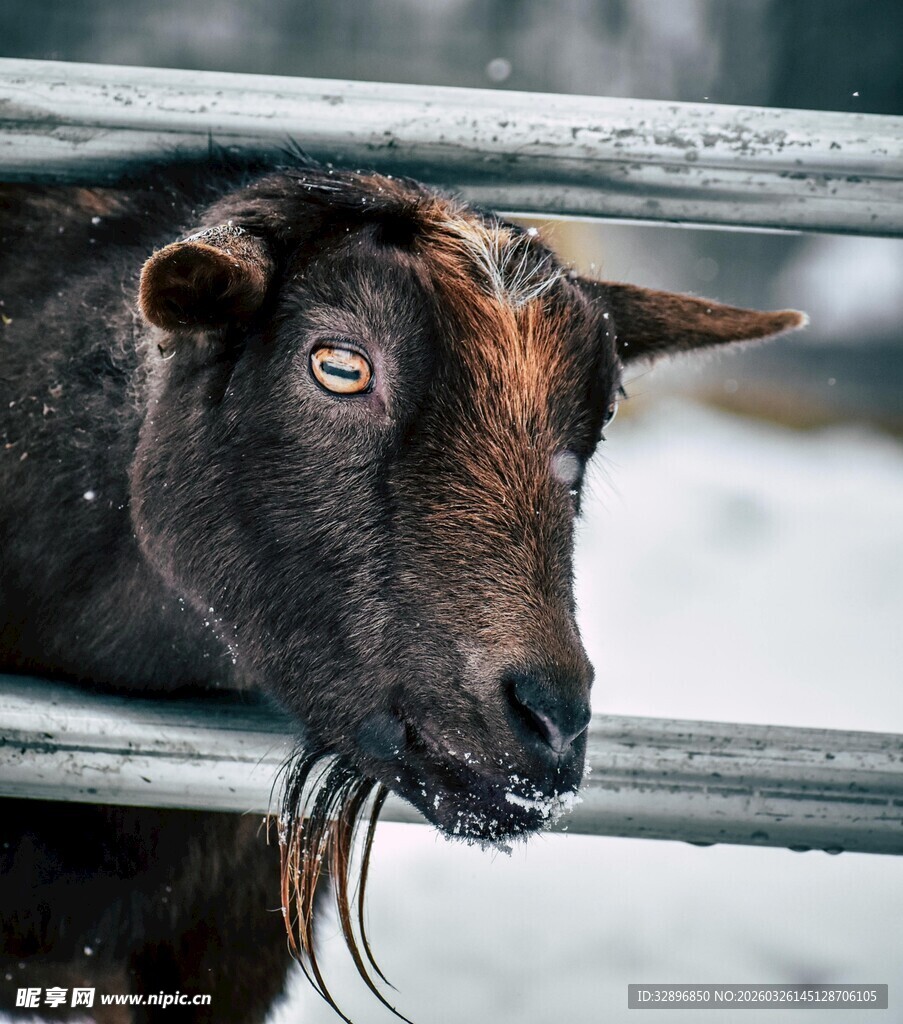 雪中探头的山羊