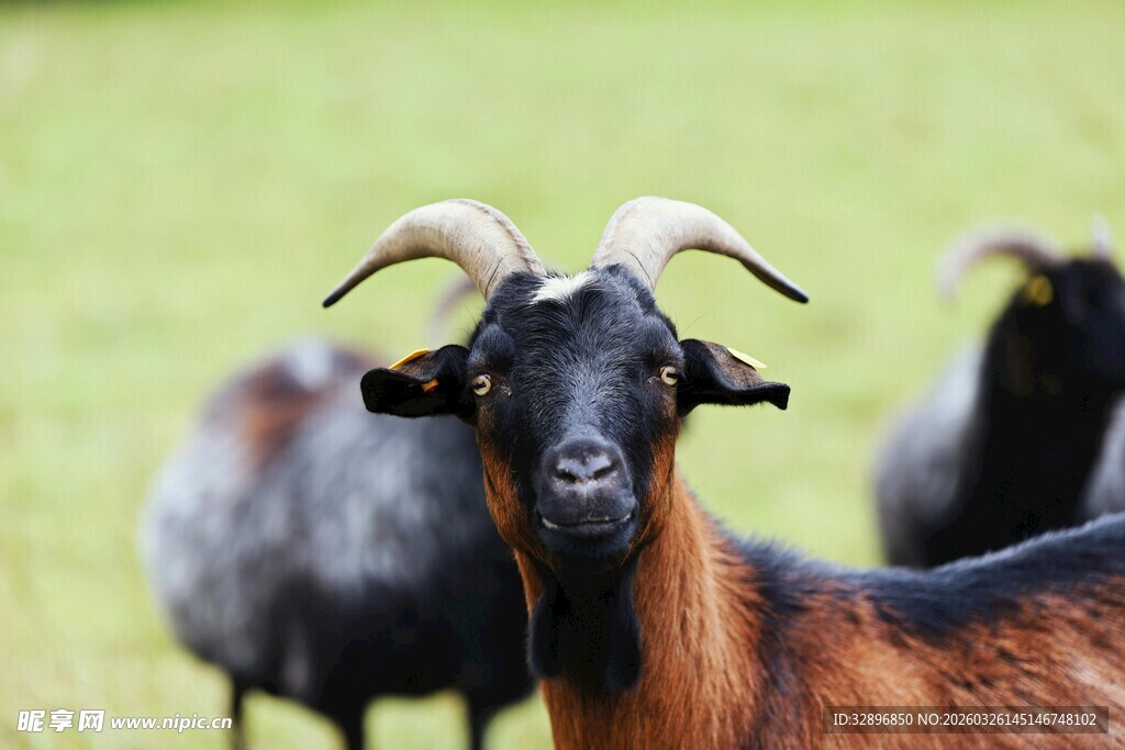 田野中的长角山羊