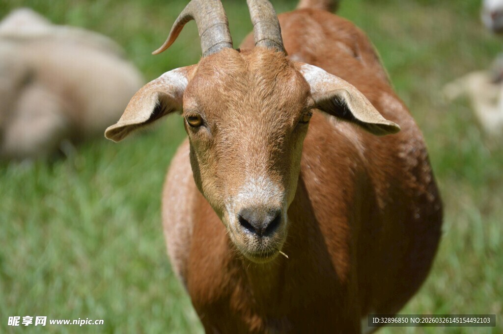 田野中的棕色山羊