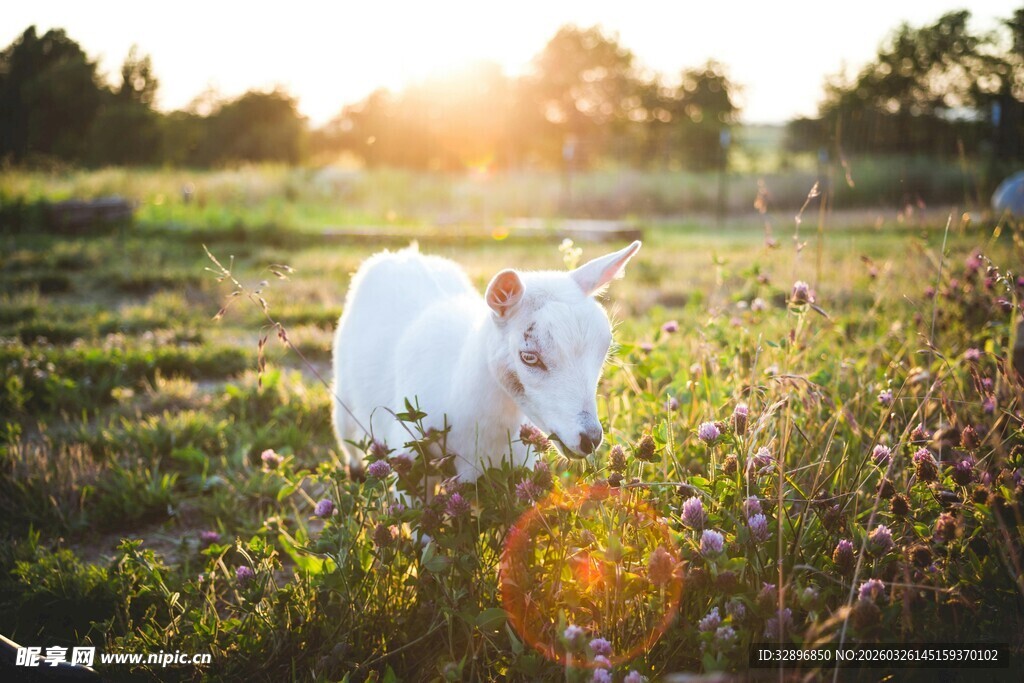 夕阳下田野中的可爱白山羊