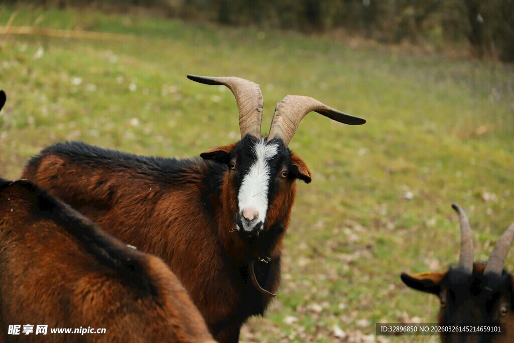 草原上的长角山羊