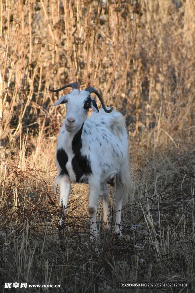 田野中的黑白花纹山羊