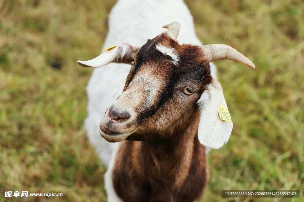 田园中的棕白相间山羊