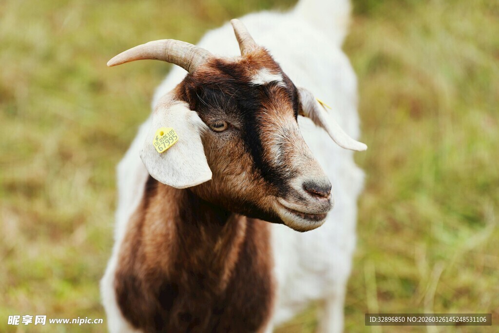 田野中的棕白相间山羊