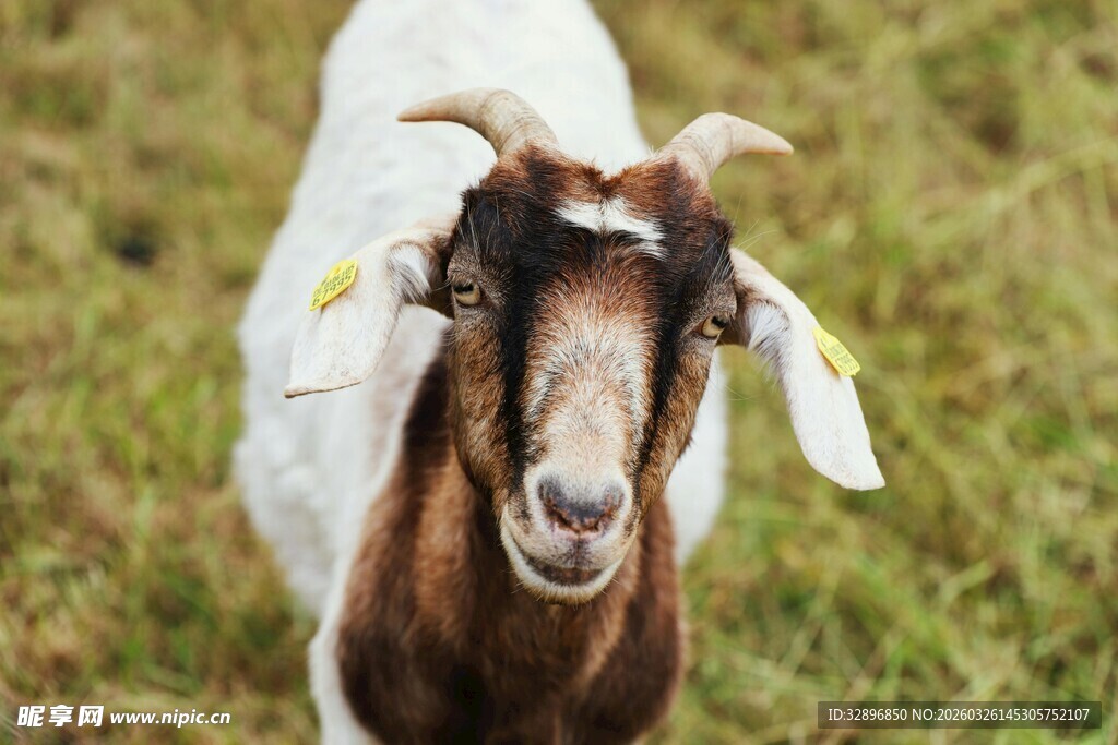 草地中的可爱山羊