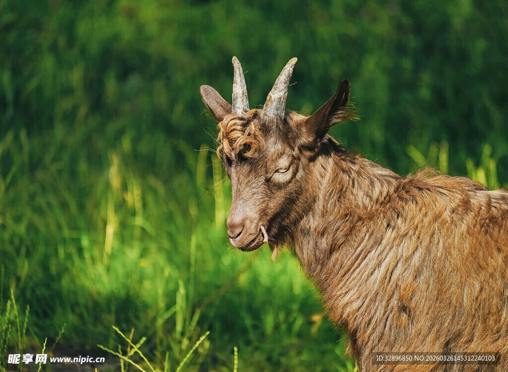 野外站立的棕色山羊
