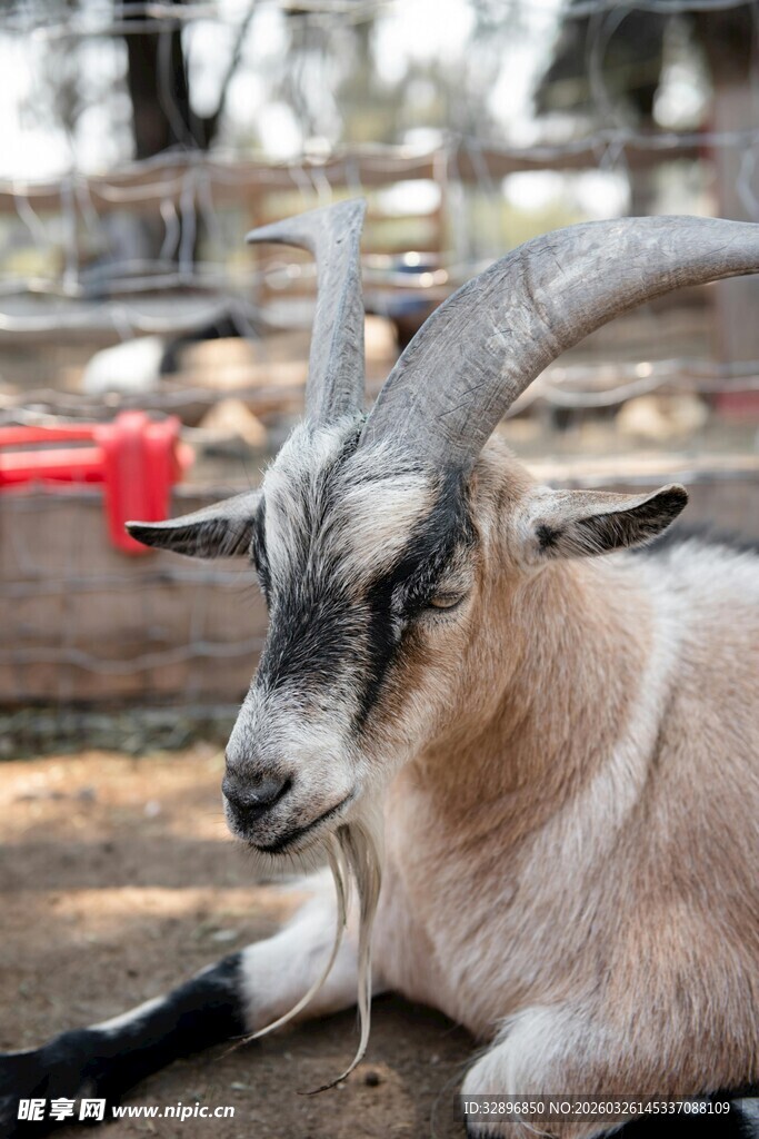 卧地山羊特写