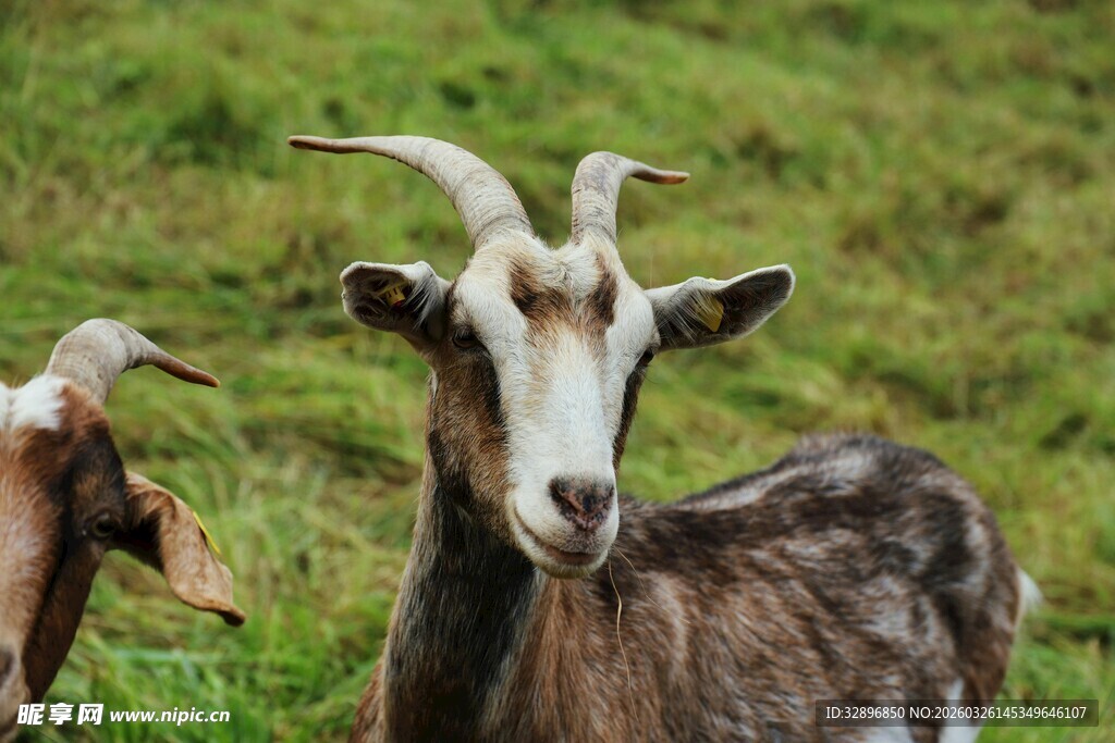 草地上的两只山羊