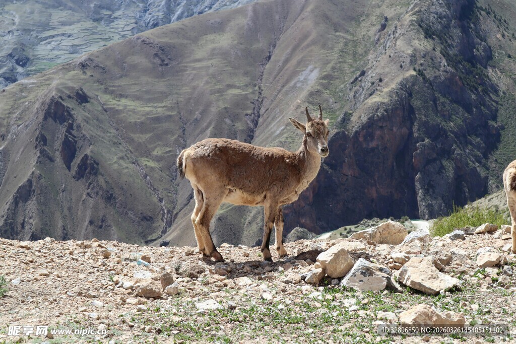 高山上的岩羊