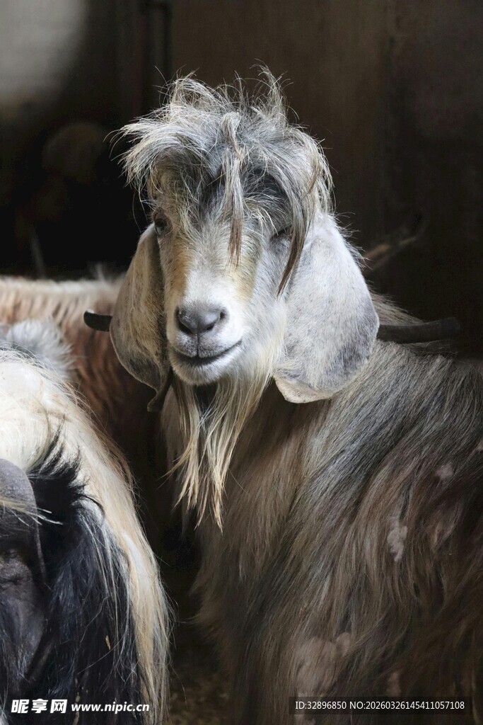 长毛山羊特写