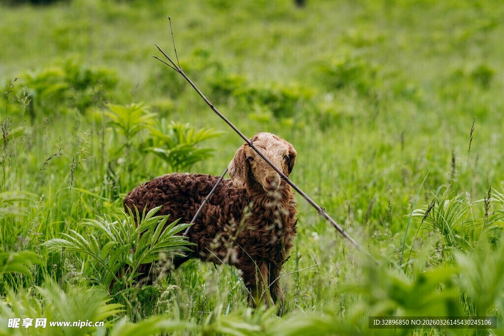 草丛中的棕色鸟儿
