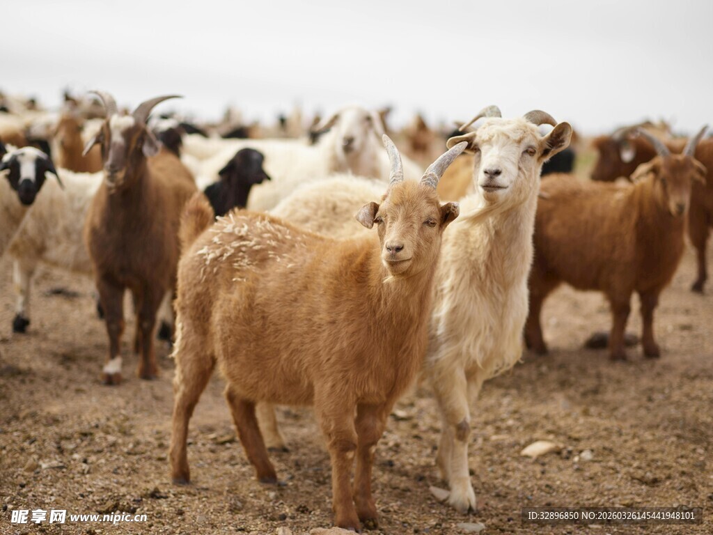 一群羊站在土地上
